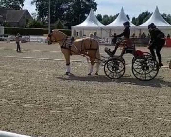 Video of Golden dancing Darling B NRW