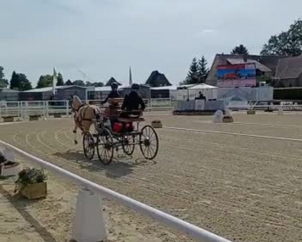 Video of Golden dancing Darling B NRW