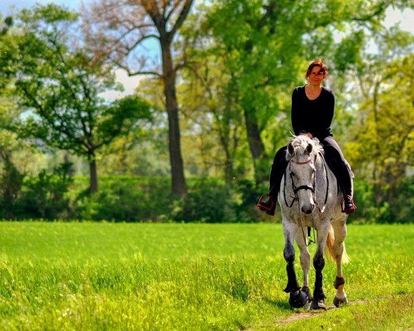 broodmare Cox Orange 6 (Holsteiner, 2010, from Corrado I)