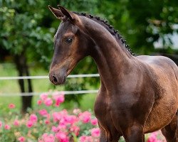 horse Filipa B (Oldenburg, 2022, from Finest)