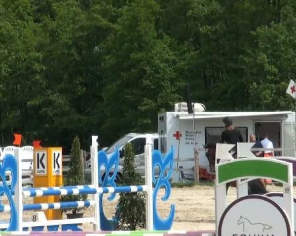 jumper Quick Silber 2 (Zangersheide riding horse, 2004, from Quo Vados I)