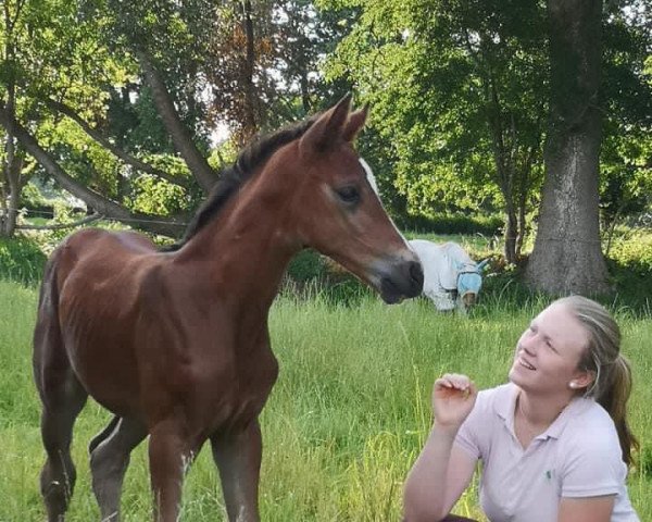 horse Phelia G (Holsteiner, 2022, from Zonik)