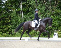 Dressage horse Entertainer 29 (Hanoverian, 2018, from Emilio)