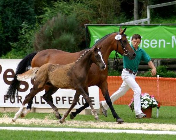 horse Perle (German Riding Pony, 2009, from Pilatus)