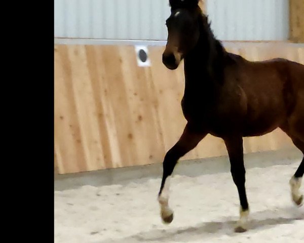 horse Painted Pepe (German Sport Horse, 2021, from Painted Black)