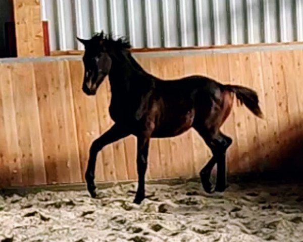 horse Byron Woods (German Sport Horse, 2021, from Bretton Woods)
