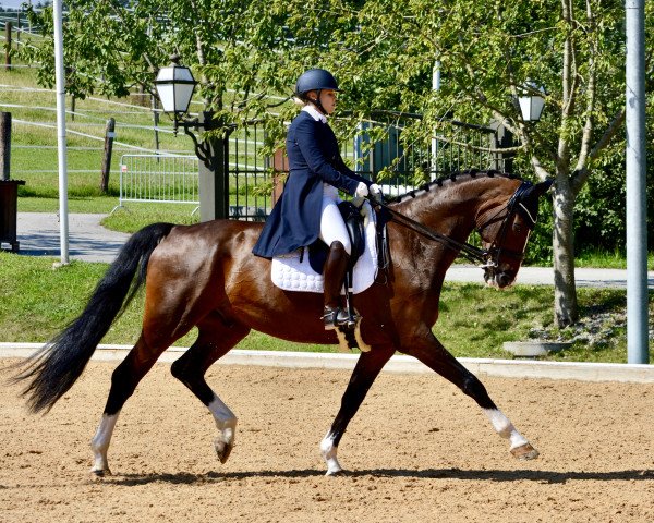Dressurpferd Saphir Mf (Österreichisches Warmblut, 2013, von Sir Donnerhall I)