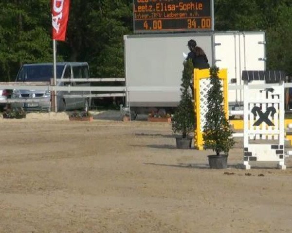 jumper Karthago 71 (Hanoverian, 2005, from K2 T)