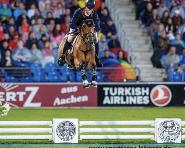 stallion Romeo 88 (Zangersheide riding horse, 2009, from Pkz Contact van de Heffinck)