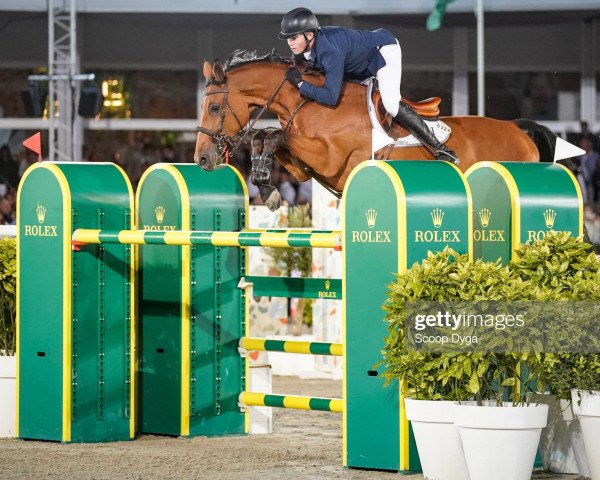 jumper Stardust (Oldenburg show jumper, 2010, from Chacco-Blue)