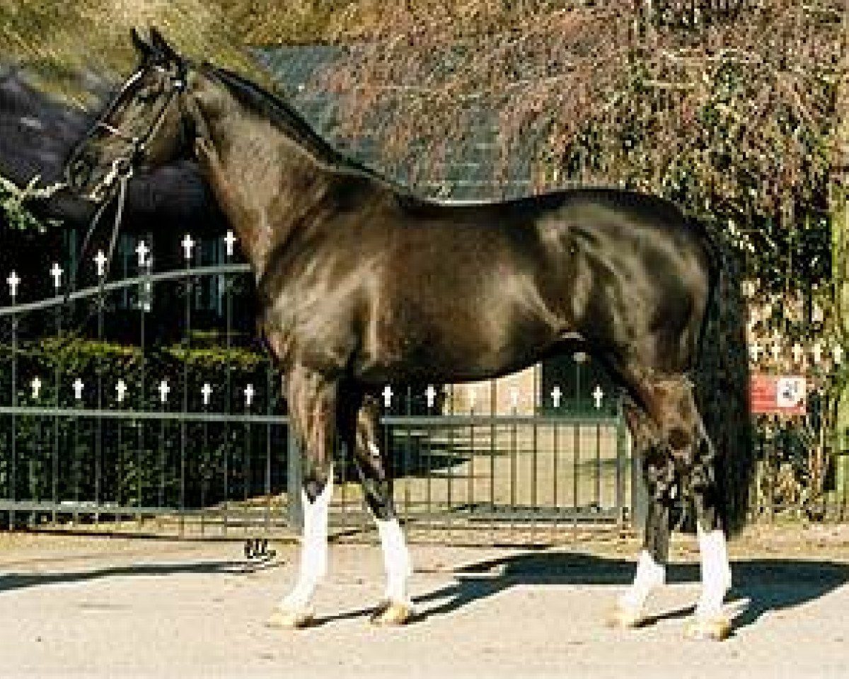 Deckhengst Kroongraaf (KWPN (Niederländisches Warmblut), 1992, von Burggraaf)