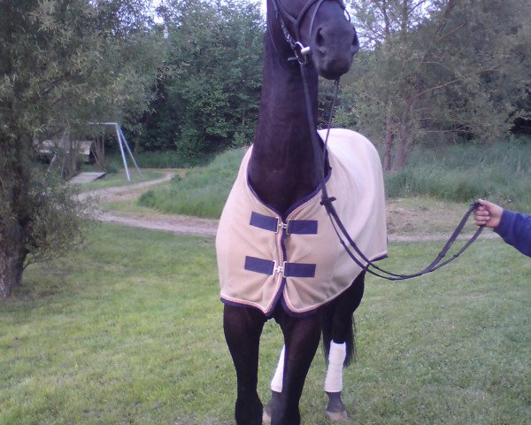 horse Speedy Gonzales (Westphalian, 2006, from Samarant)