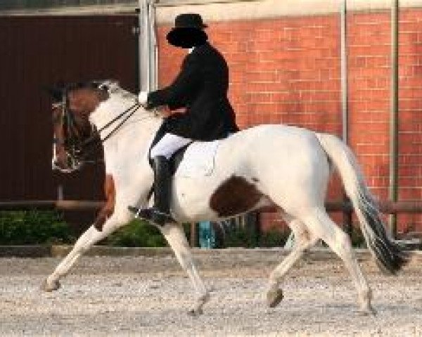 dressage horse Smoky 249 (Hessian Warmblood, 1998, from Samico F)