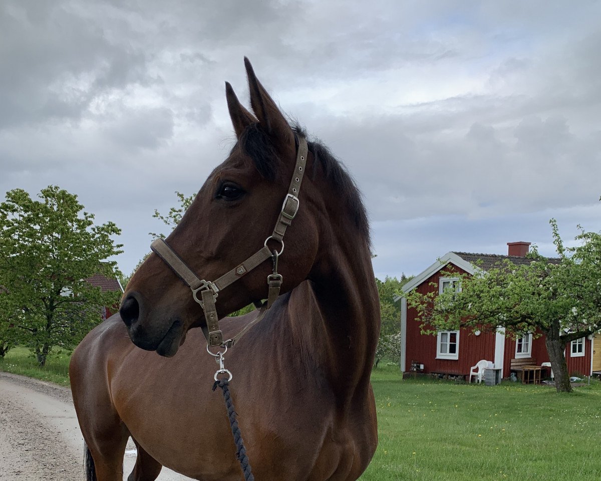 horse Frieda 216 (Westphalian, 2010, from Flanagan)