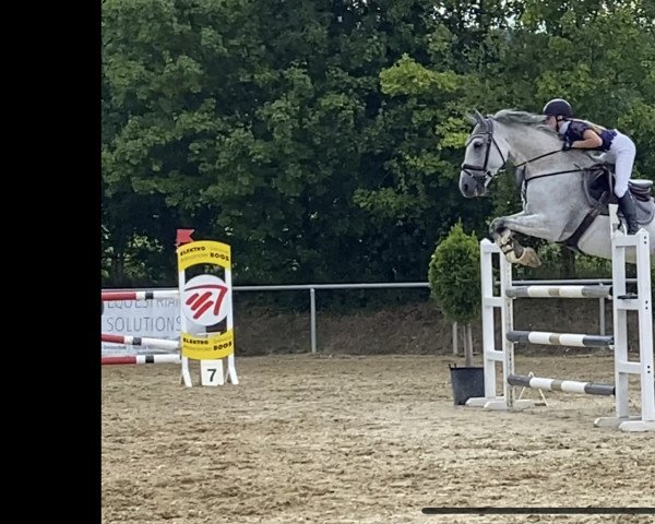 Springpferd Haioba (KWPN (Niederländisches Warmblut), 2012, von VDL Bubalu)