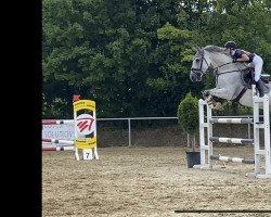 jumper Haioba (KWPN (Royal Dutch Sporthorse), 2012, from VDL Bubalu)