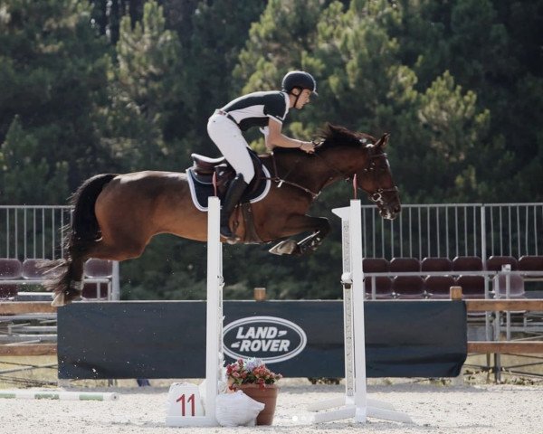 horse Chykarla (KWPN (Royal Dutch Sporthorse), 2007, from Upgrade)