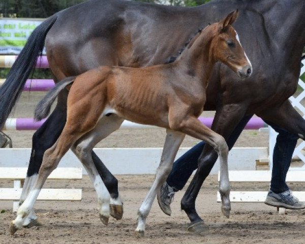 horse Dumbledore 111 (Hanoverian, 2018, from DSP de Sandro)