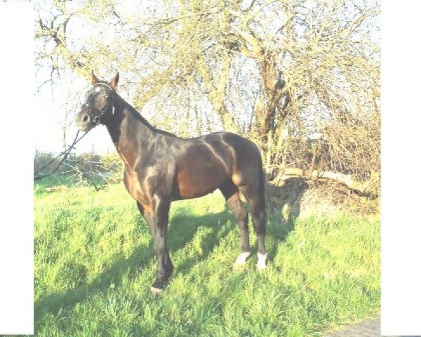 Deckhengst Rautenstein (Bayer, 1987, von Rothschild J 63 FIN)
