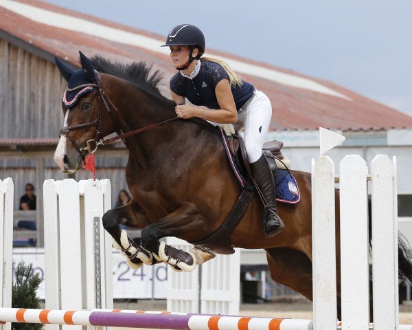 jumper Wild One (Thoroughbred, 2016)
