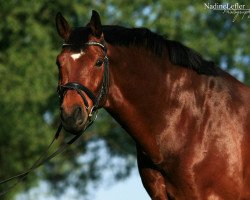 Koń ujeżdżeniowy Duke 151 (Saksończyk-Anhaltiner, 1999, od Drakdream)