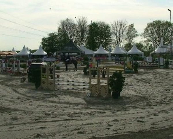 Springpferd Chico W (Holsteiner, 2005, von Calato)