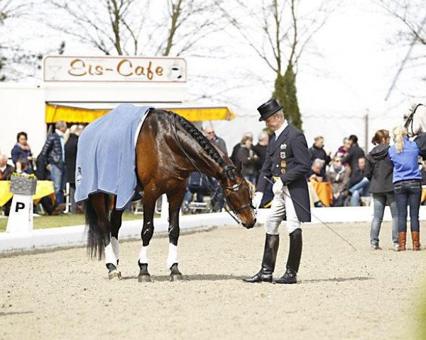 stallion Lento 5 (Holsteiner, 2000, from Lorentin I) stallion Lento 5 (Holsteiner, 2000, from Lorentin I)