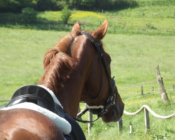 dressage horse Ludwig (Hanoverian, 2008, from Londonderry)