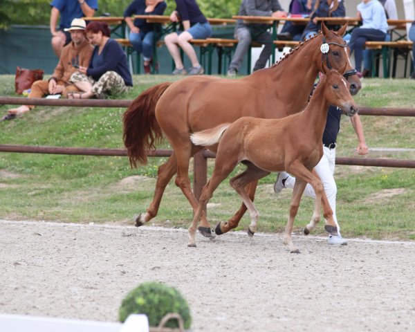 horse Chacquin (Mecklenburg, 2022, from Chacfly PS)