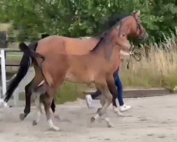 Video von Ecki