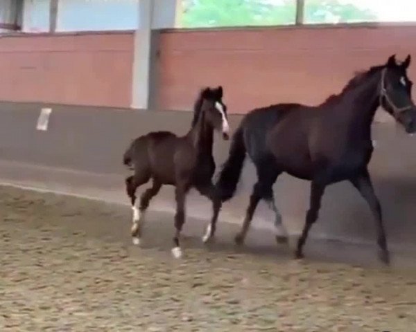 Video of DMJ Zanceo
