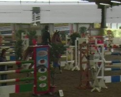 jumper Sultan 277 (Holsteiner, 1996, from Calido I)