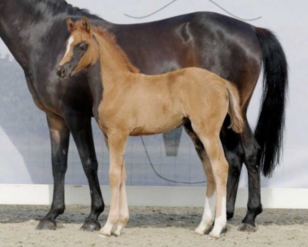 Zuchtstute Miss Matchello K.A. (Deutsches Reitpony, 2022, von Matchello)