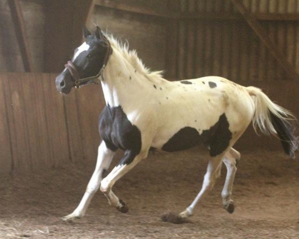 Springpferd Mister Shy (Polnisches Warmblut, 2008, von Artedy)