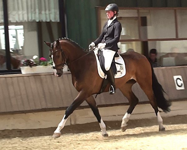 dressage horse Faberge I (Rhinelander, 2008, from Flatley 2)