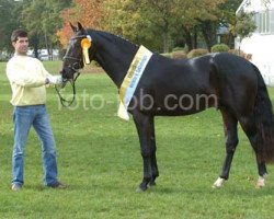 Semental Habanero (Hannoveriano, 2004, de His Highness)