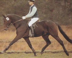 Deckhengst Grand Galopin (Hannoveraner, 1986, von Gelria)