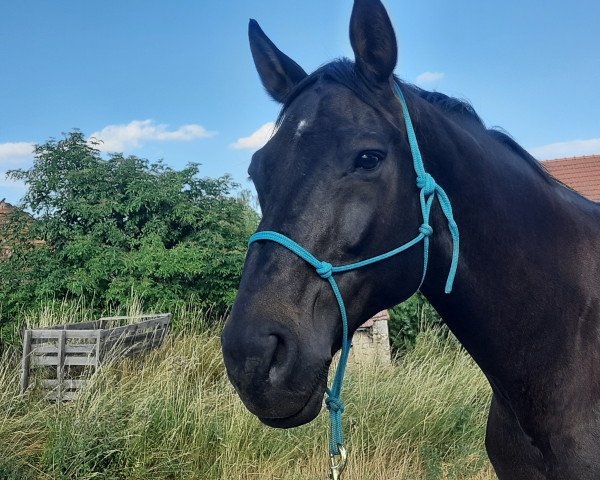 dressage horse Lovefever (Hanoverian, 2007, from Landor S)