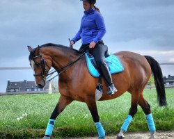 broodmare Lapiana (KWPN (Royal Dutch Sporthorse), 2002, from Lester)