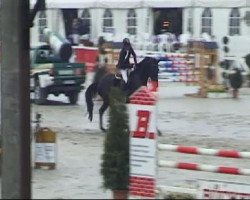 jumper Queen D (Westphalian, 2006, from Quality 9)