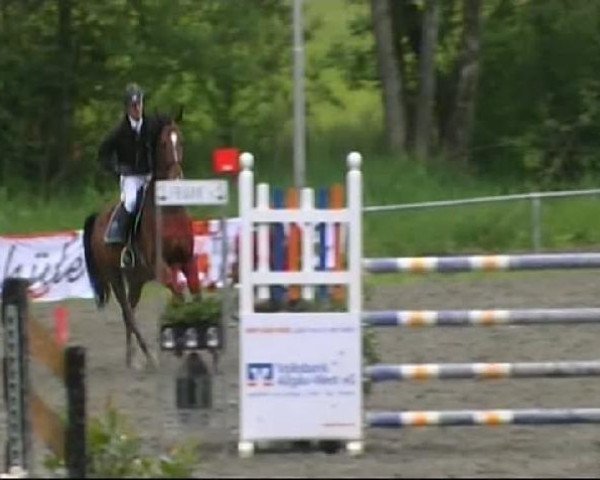 broodmare Cosima 199 (Württemberger, 2003, from Candillo Z)