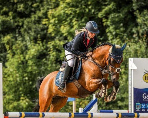 jumper Nox 13 (German Riding Pony, 2018, from Nemax)