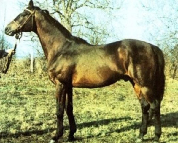 stallion Caramel xx (Thoroughbred, 1970, from Wiesenklee xx)