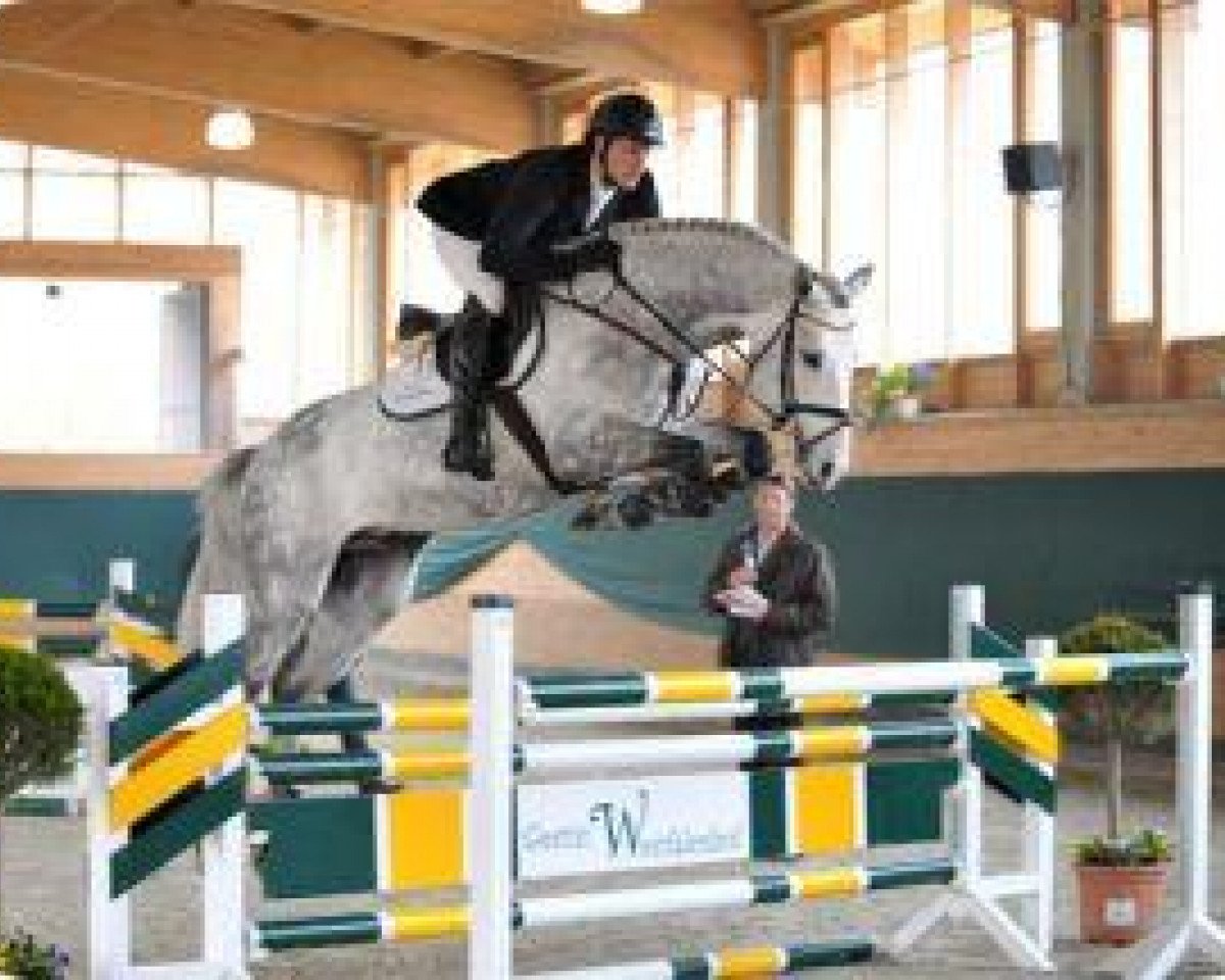 stallion Carlito (Westphalian, 2007, from Cristallo I)