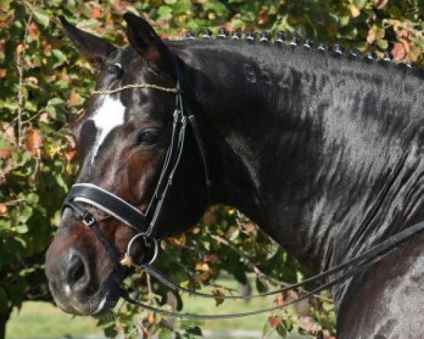 Deckhengst Davignon II (Hannoveraner, 1992, von Donnerhall)