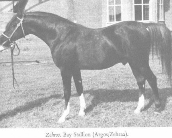 stallion Zehros ox (Arabian purebred, 1964, from Argos 1957 ox)