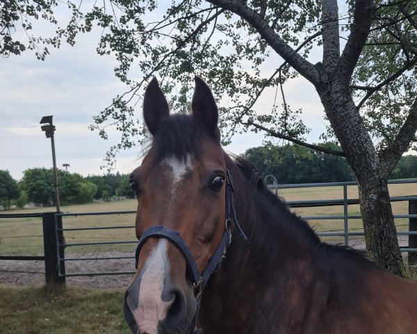 dressage horse Bungee (German Riding Pony, 1997, from Black Boy)