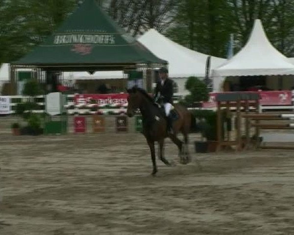 Springpferd Carla Columna 11 (Holsteiner, 2004, von Calato) Springpferd Carla Columna 11 (Holsteiner, 2004, von Calato)