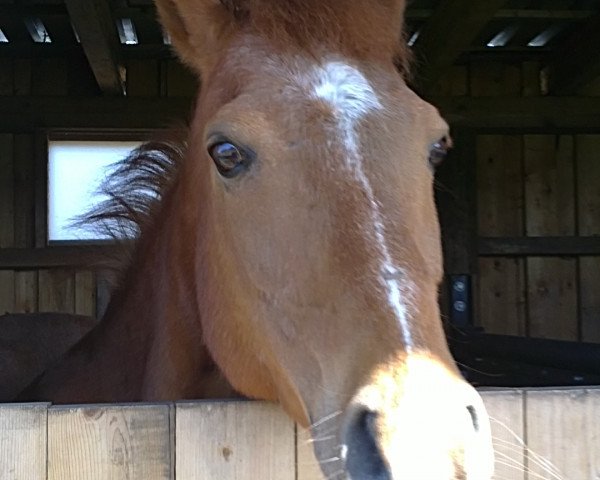Pferd Nepomuk (Deutsches Reitpony, 1994, von Navaro)