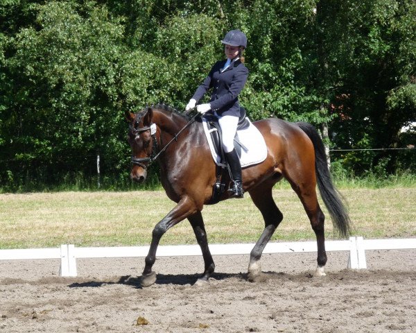 Dressurpferd Don Baschio (Westfale, 2002, von Don William) Dressurpferd Don Baschio (Westfale, 2002, von Don William)